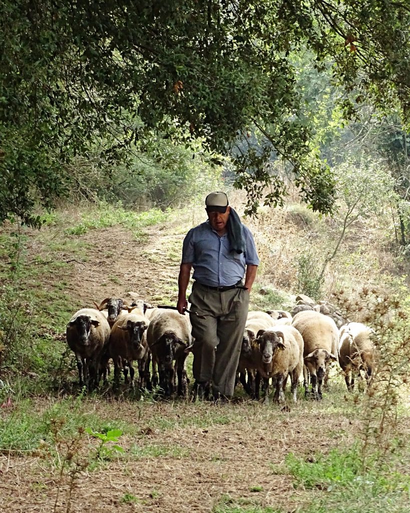 Le Berger Et Ses Moutons Dans La Prairie Credit Shutterstock