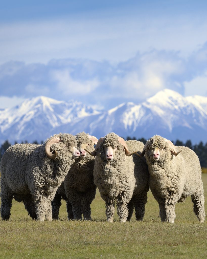 Troupeau Moutons Dans La Prairie Credit Dormeuil